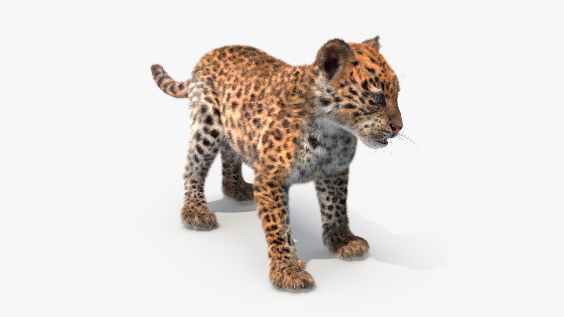 3D model Baby Leopard Cub Fur