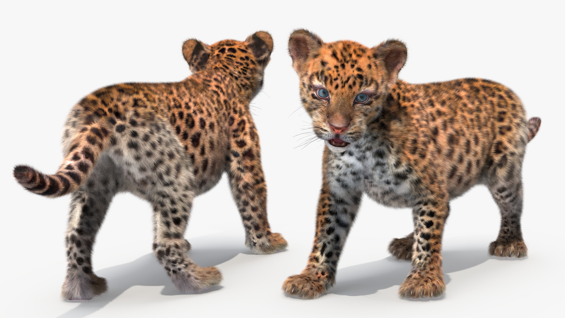 3D model Baby Leopard Cub Fur