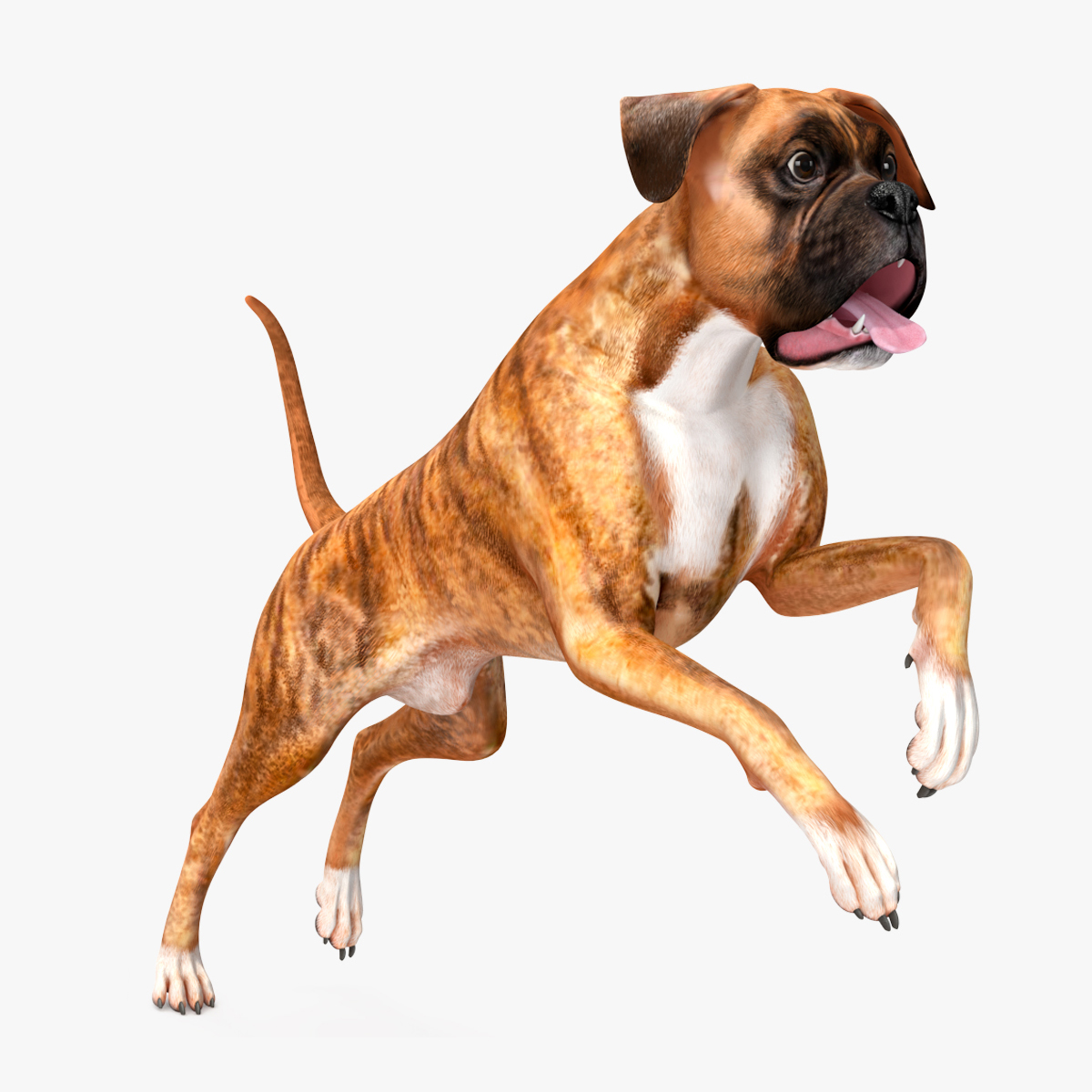 Boxer Dog Tiger Colored Rigged for Cinema 4D 3D model