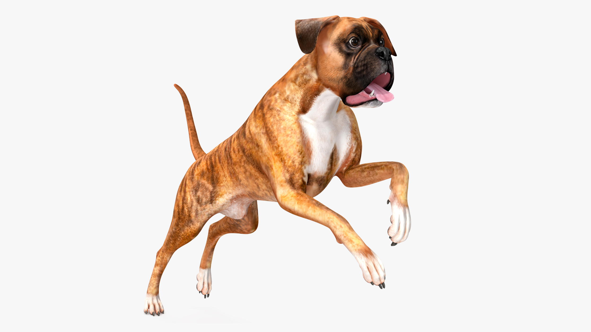 Boxer Dog Tiger Colored Rigged for Cinema 4D 3D model