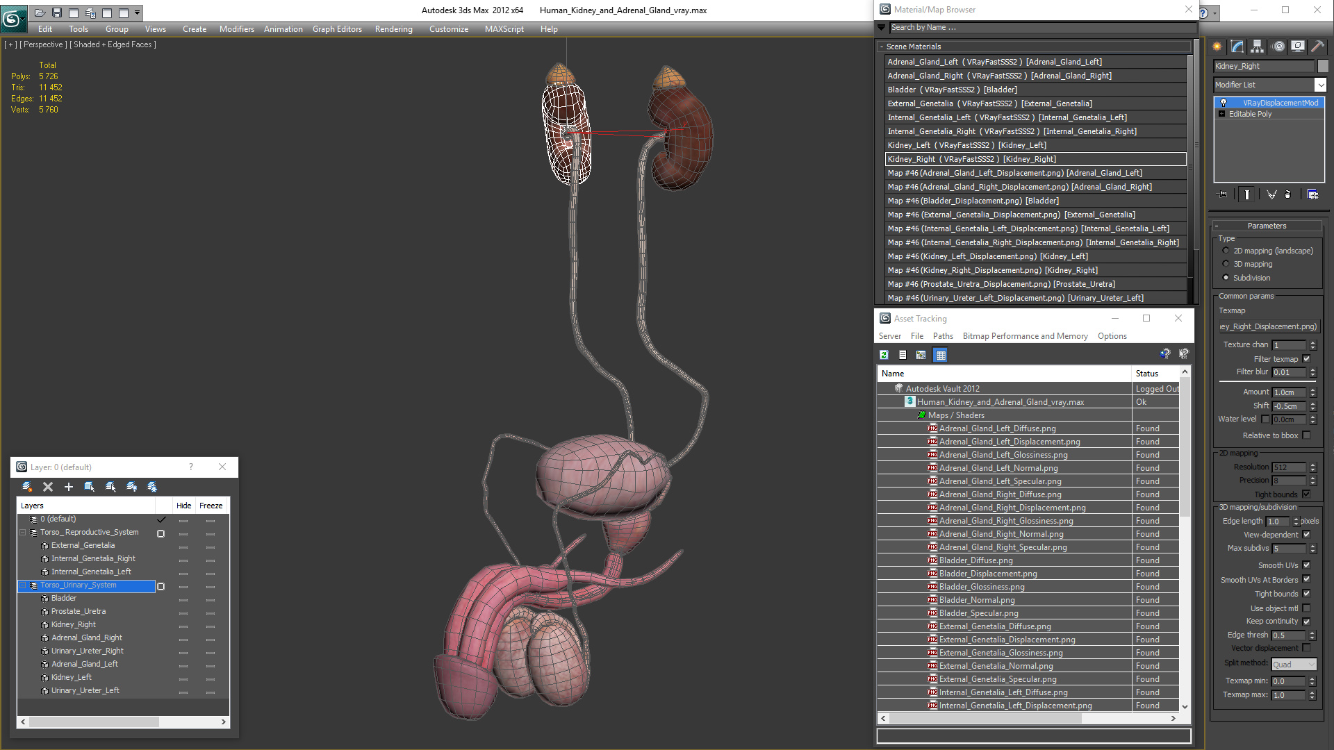 3D model Human Kidney and Adrenal Gland