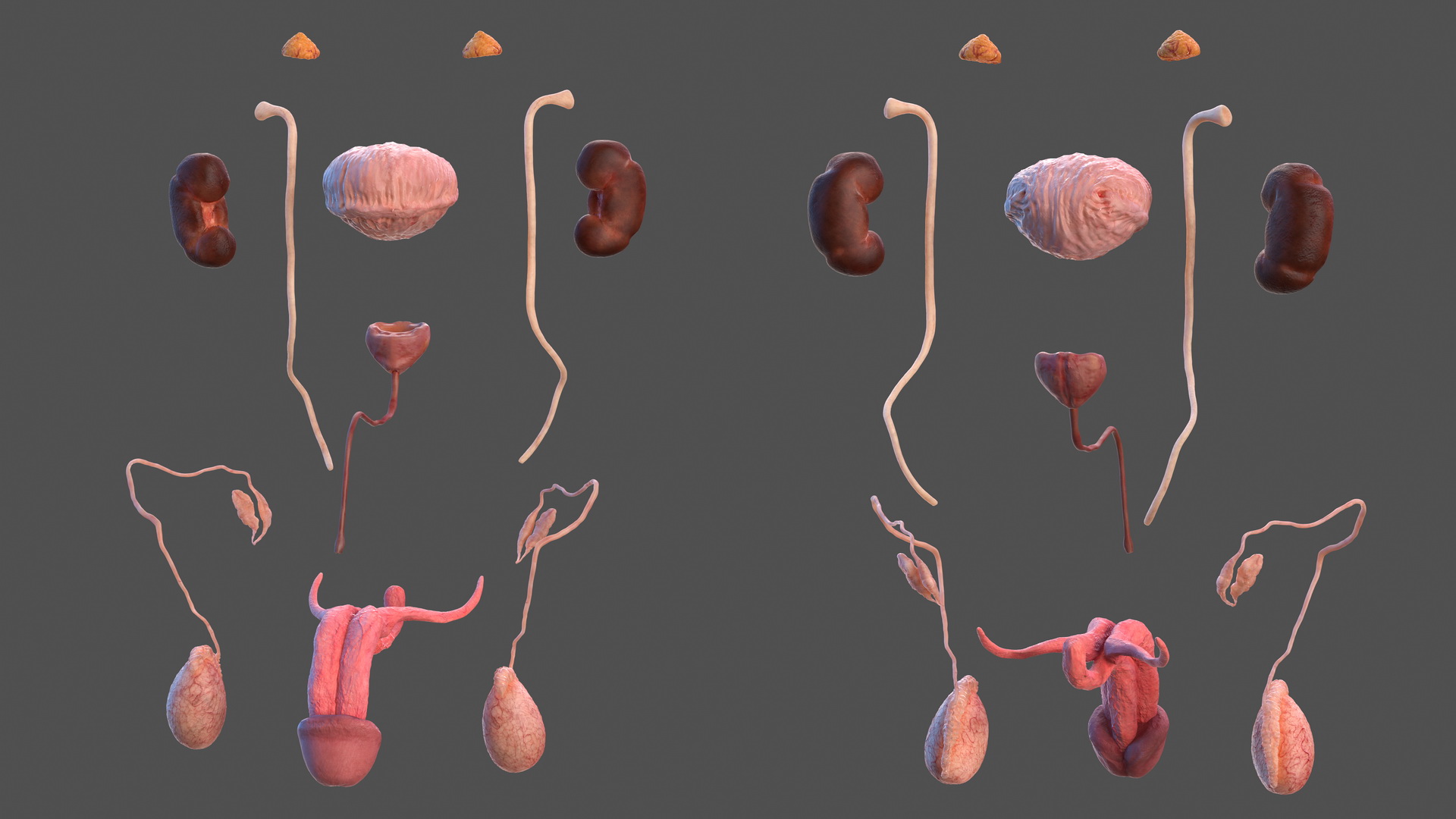 3D model Human Kidney and Adrenal Gland