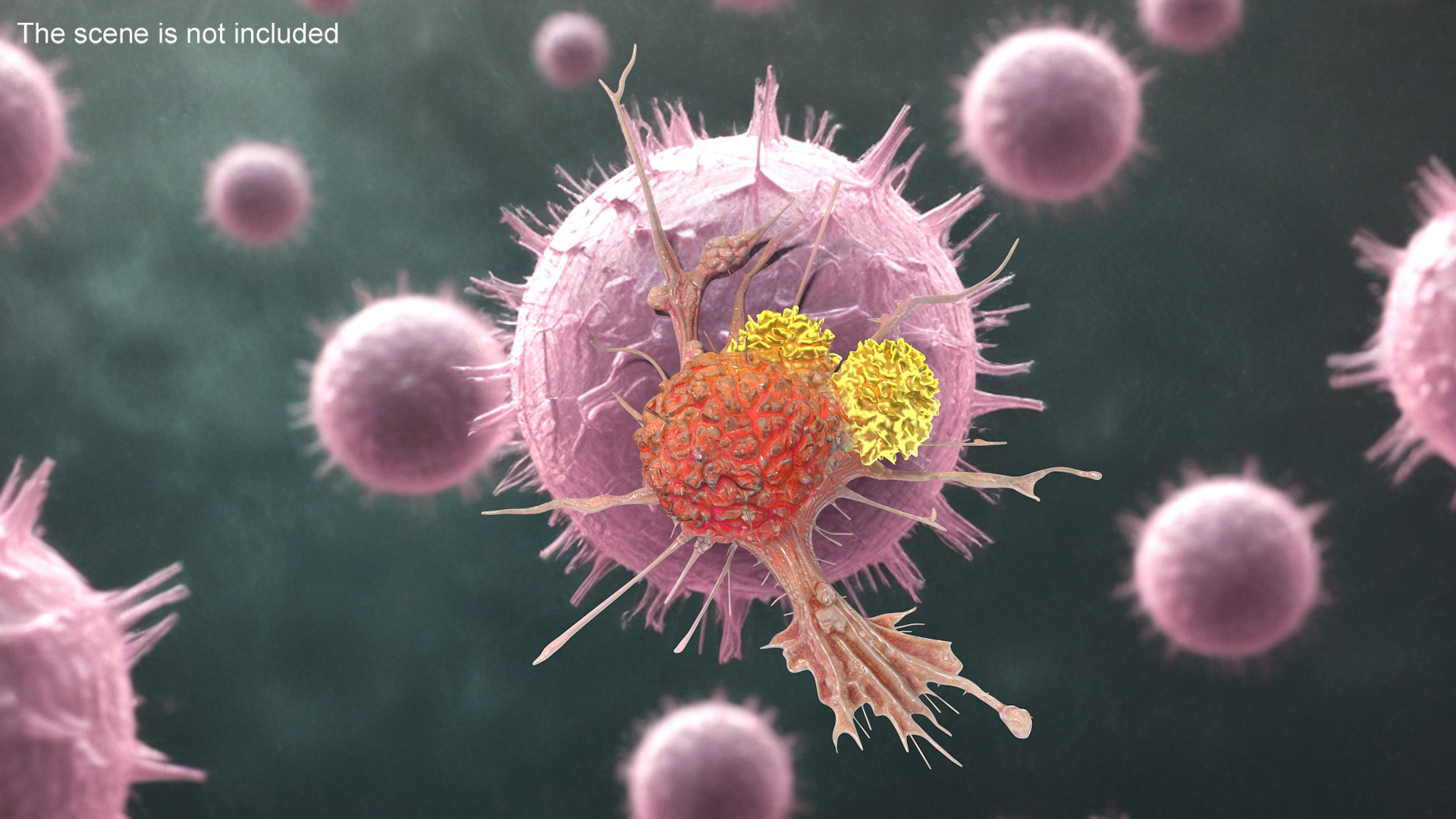 3D model Human Cancer Cell with 2 Lymphocyte