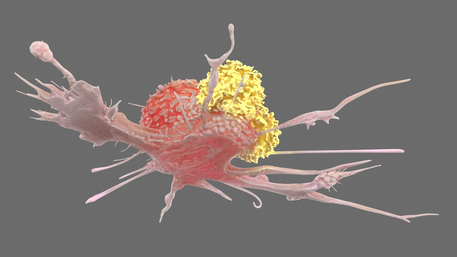 3D model Human Cancer Cell with 2 Lymphocyte