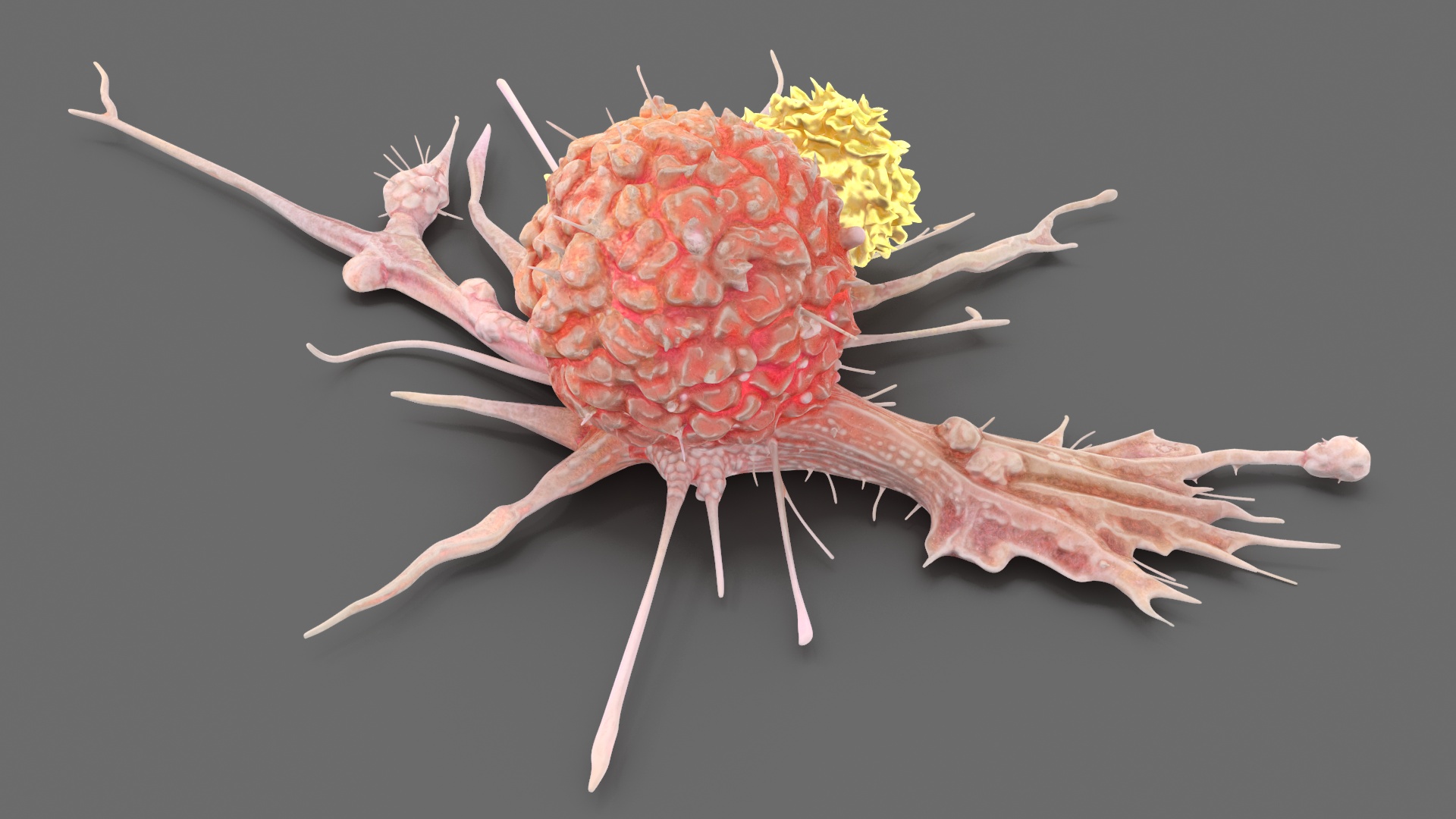 3D model Human Cancer Cell with 2 Lymphocyte