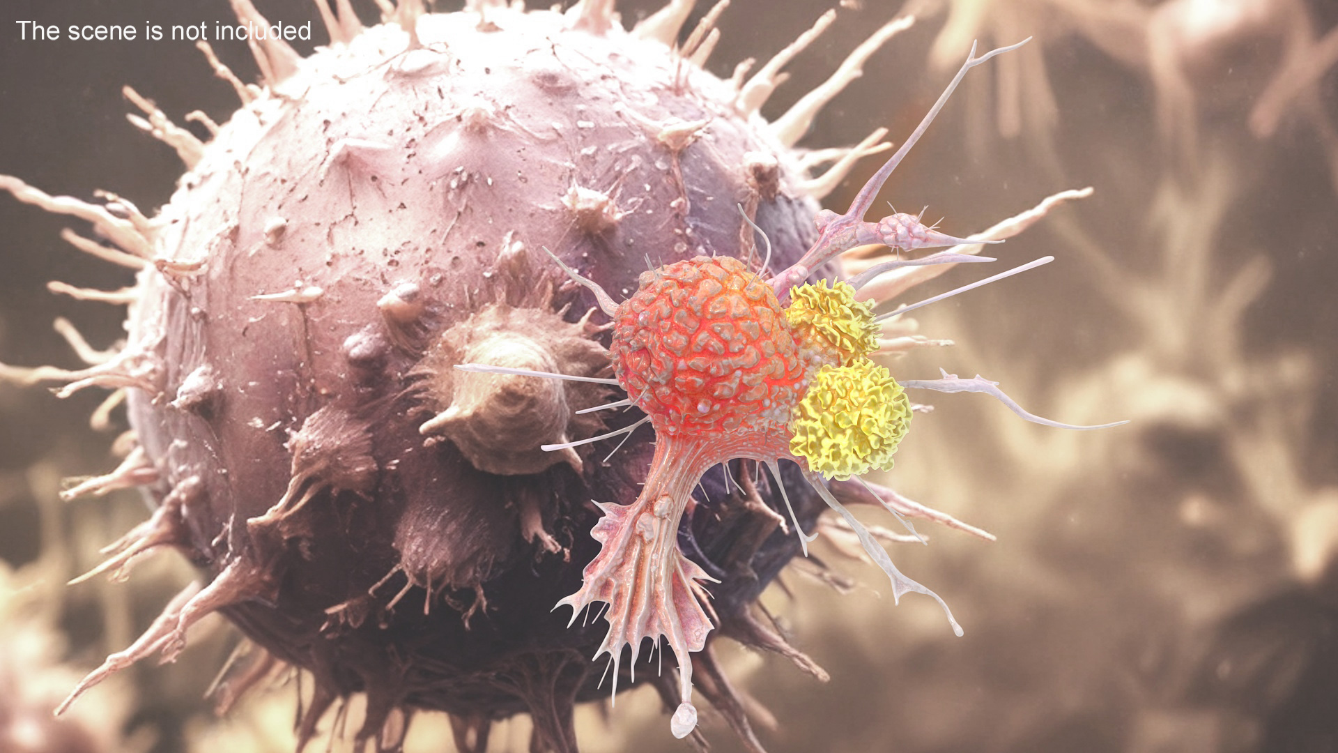 3D model Human Cancer Cell with 2 Lymphocyte
