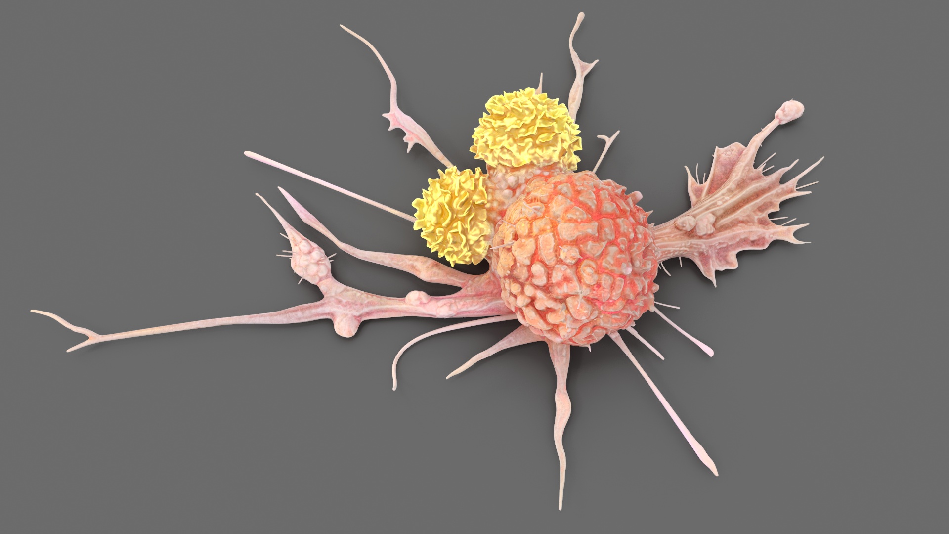 3D model Human Cancer Cell with 2 Lymphocyte