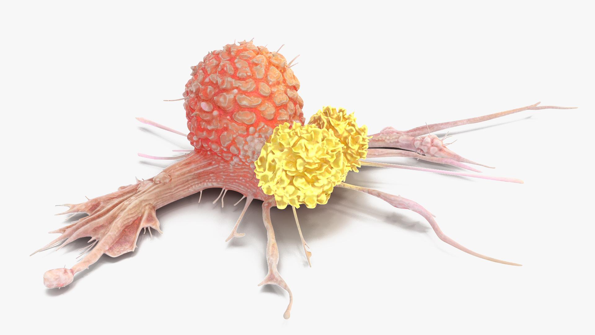 3D model Human Cancer Cell with 2 Lymphocyte