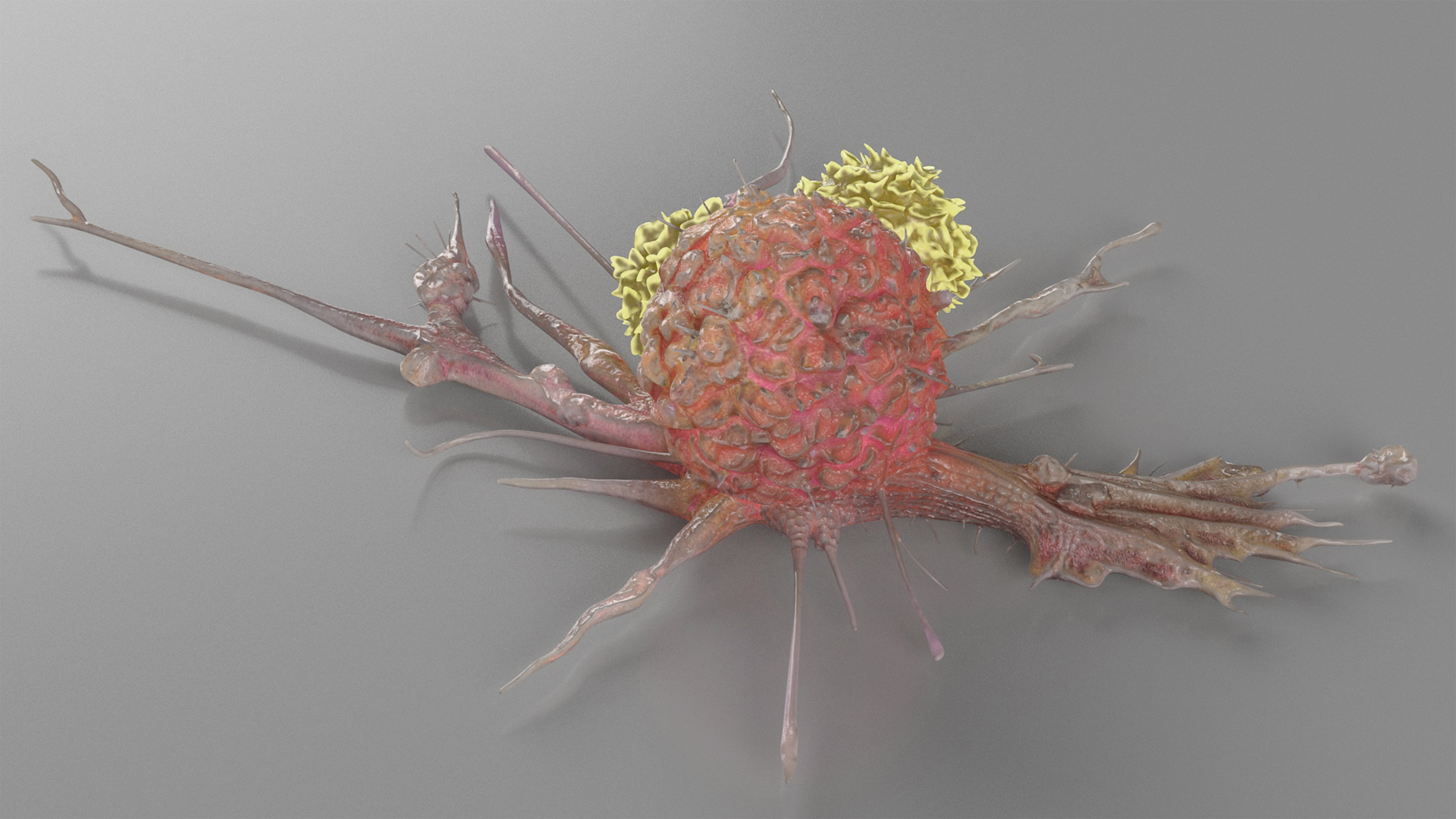 3D model Human Cancer Cell with 2 Lymphocyte