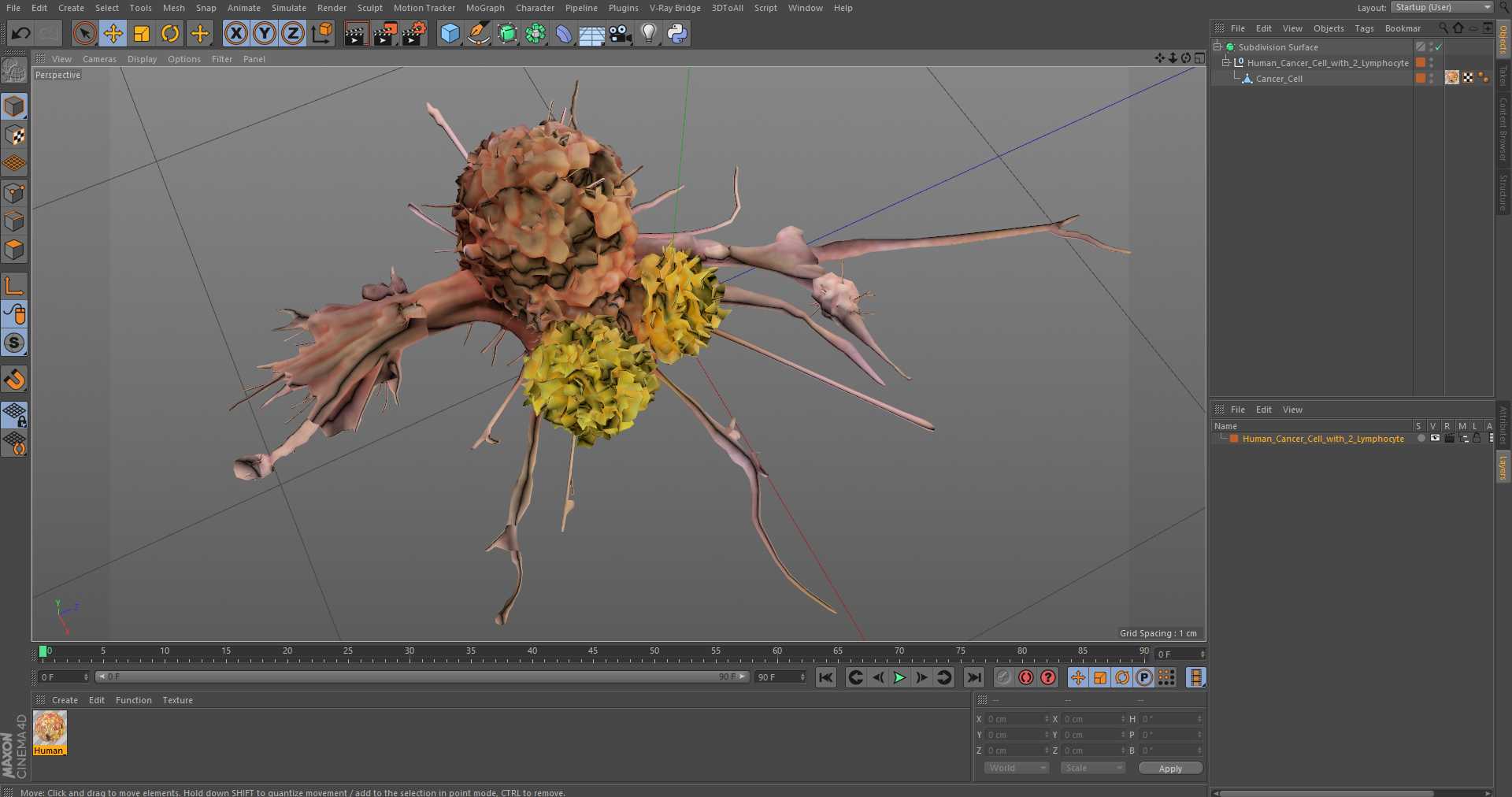 3D model Human Cancer Cell with 2 Lymphocyte
