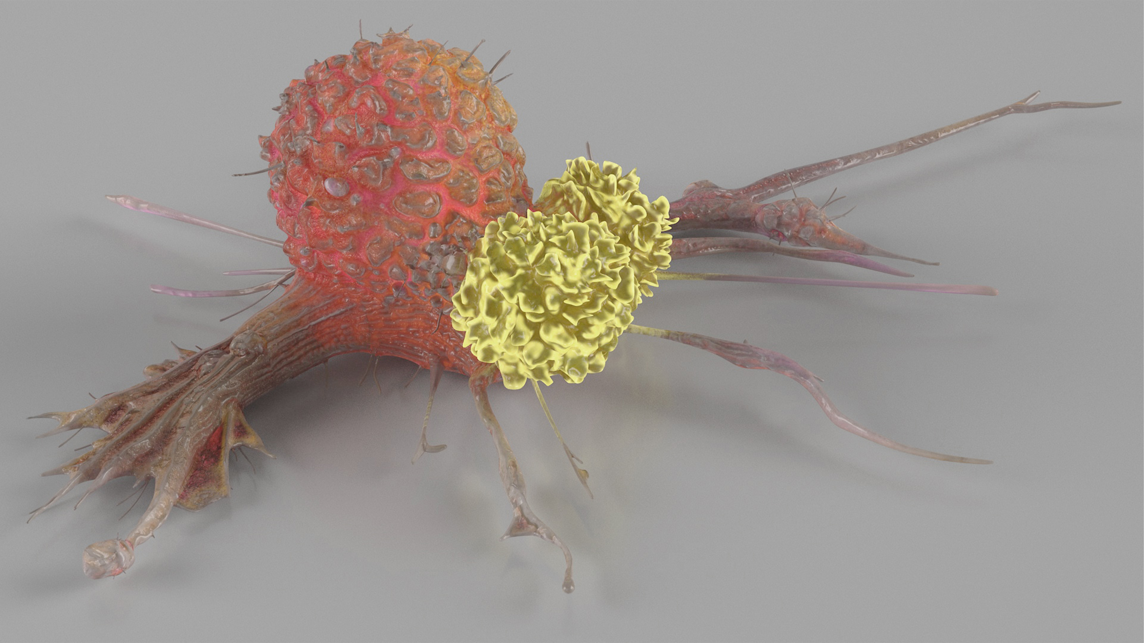 3D model Human Cancer Cell with 2 Lymphocyte