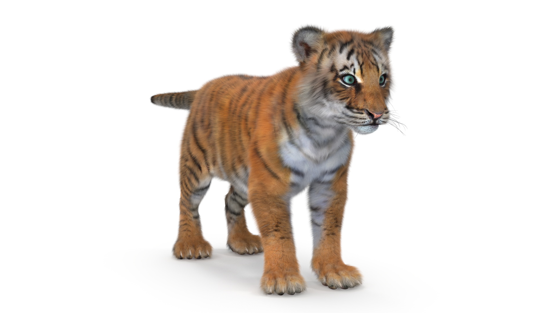 3D model Tiger Cub Fur Rigged