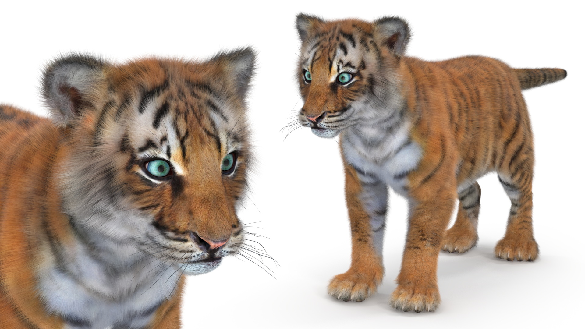 3D model Tiger Cub Fur Rigged
