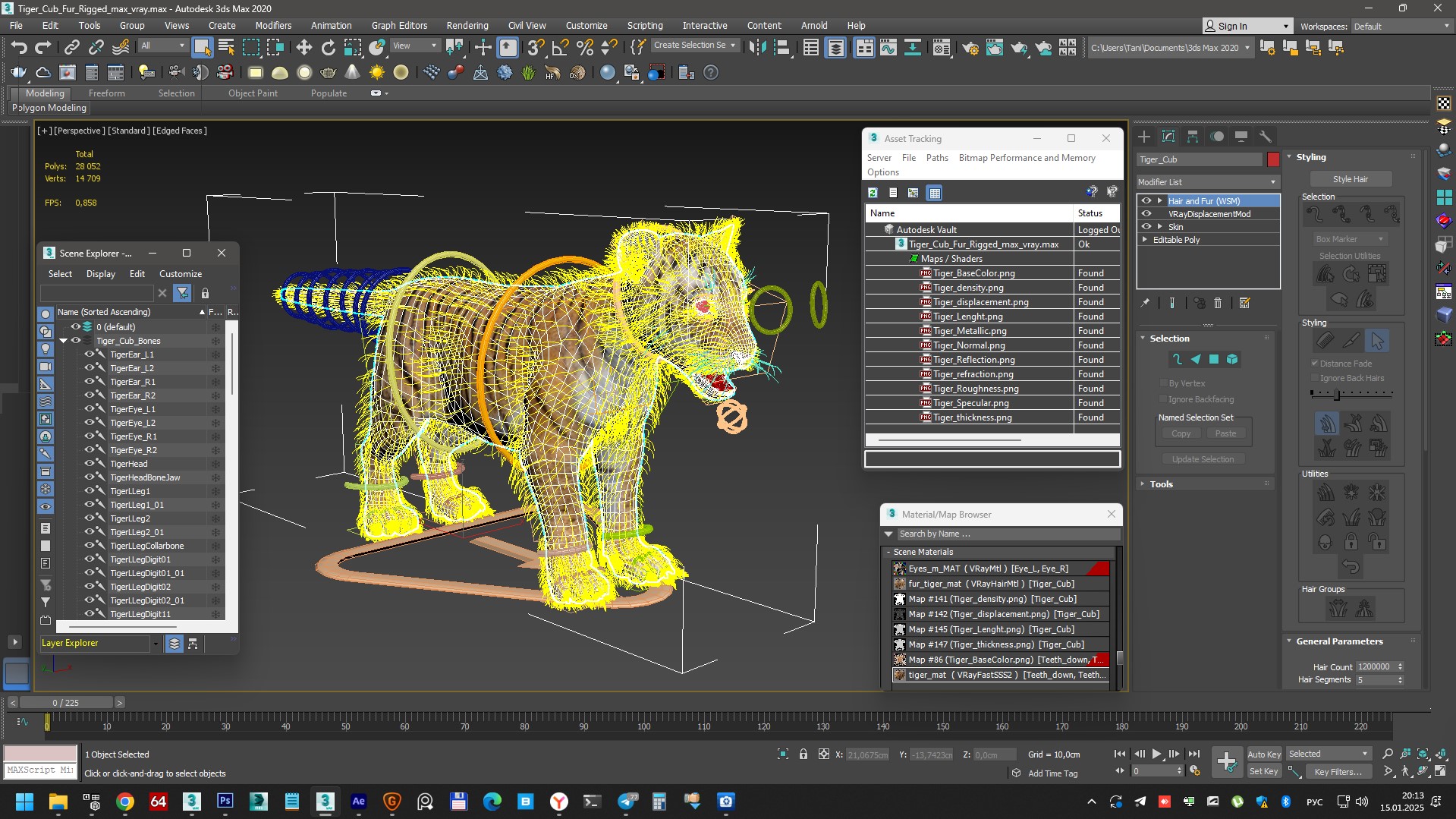 3D model Tiger Cub Fur Rigged