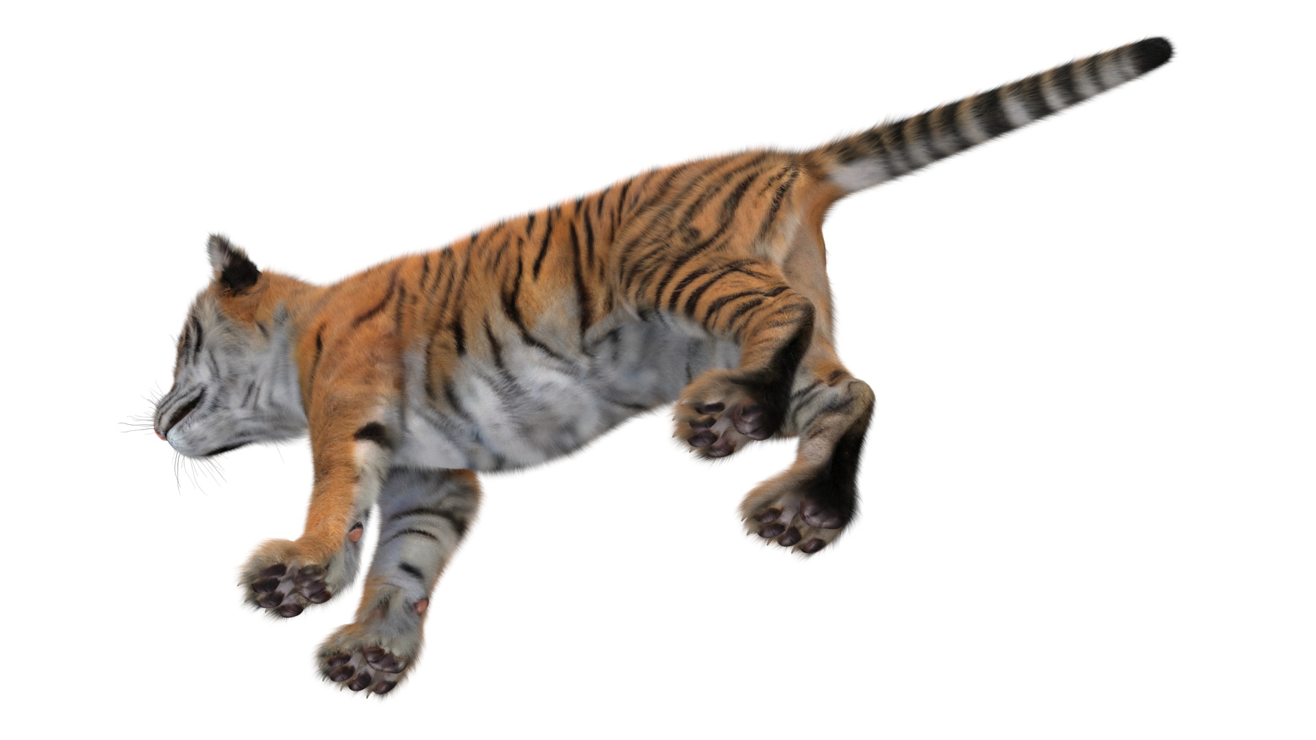 3D model Tiger Cub Fur Rigged