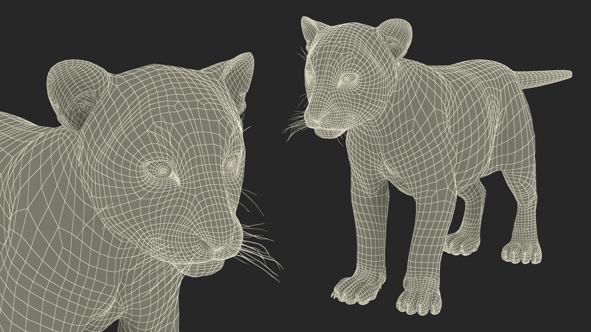 3D model Tiger Cub Fur Rigged