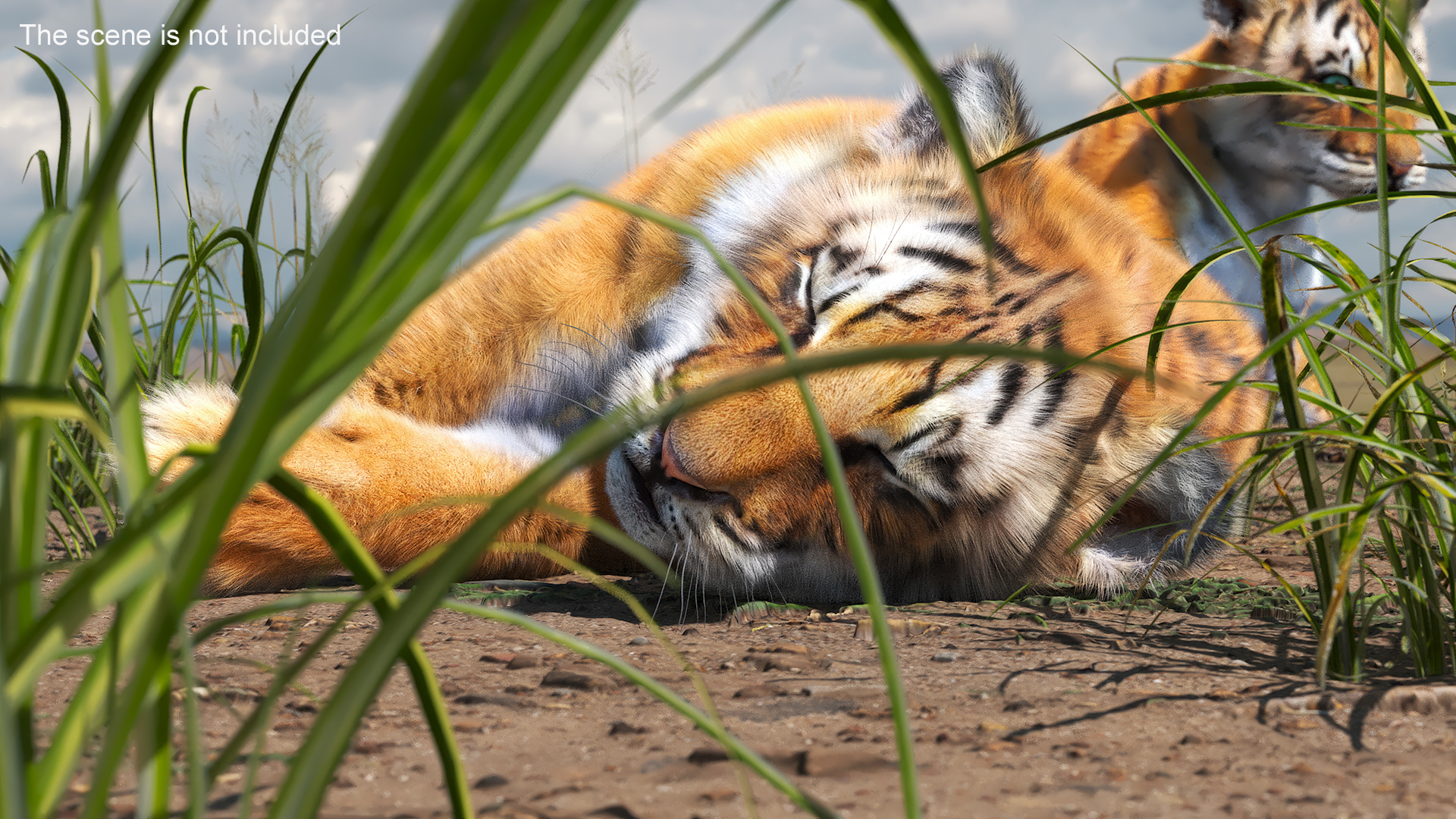 3D model Tiger Cub Fur Rigged