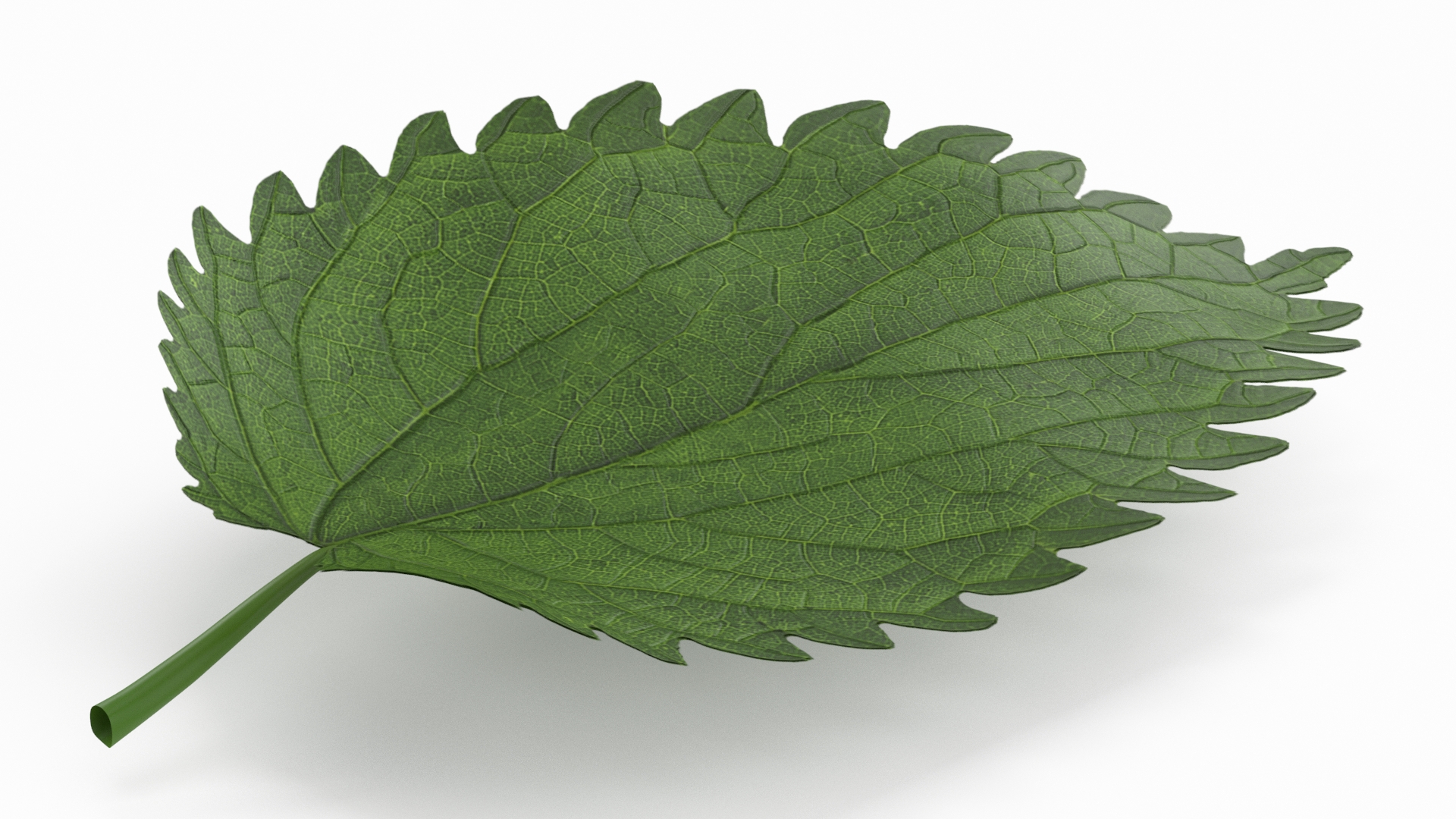 3D model Plant Leaf