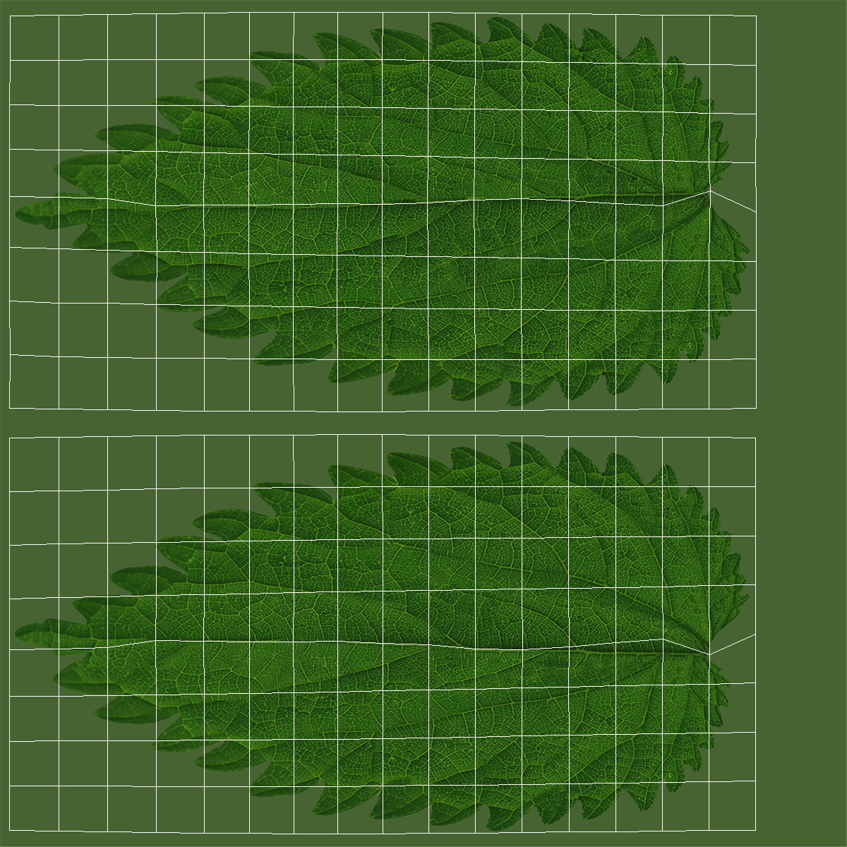 3D model Plant Leaf