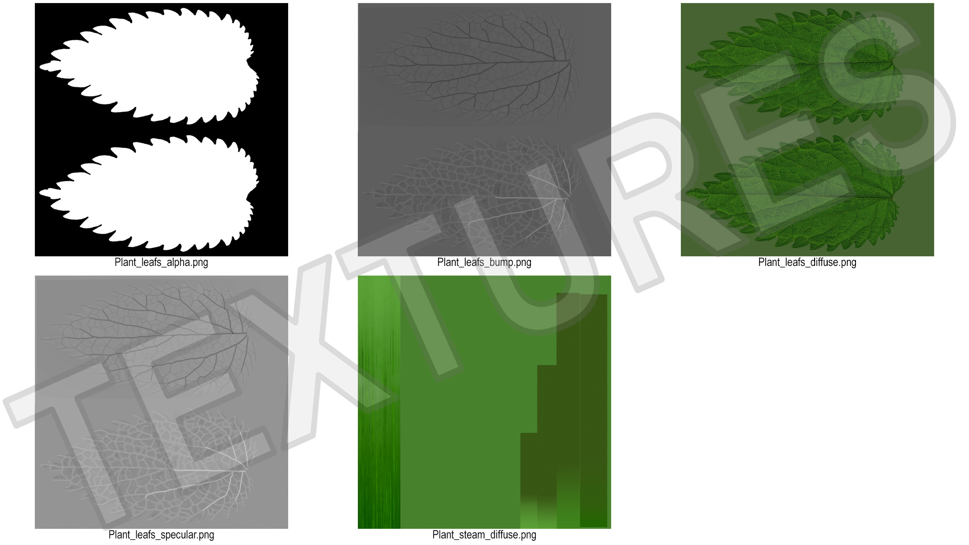 3D model Plant Leaf