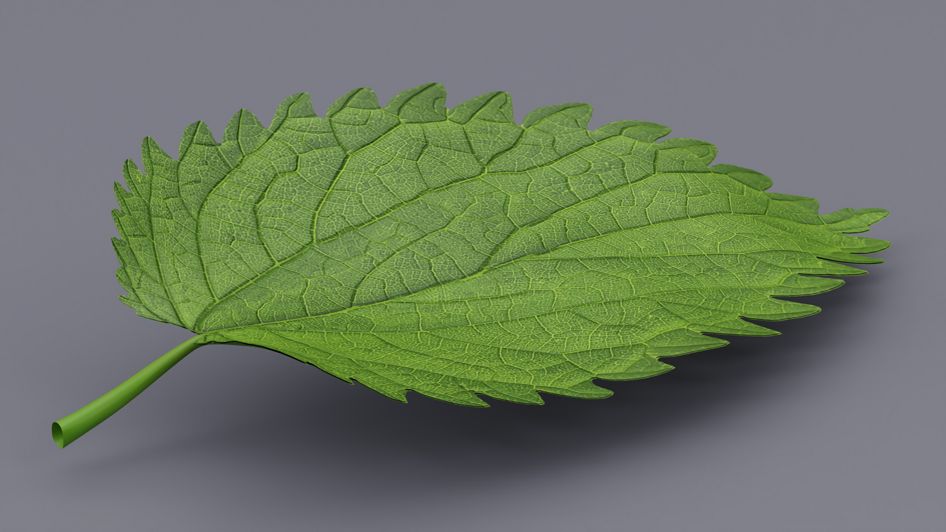 3D model Plant Leaf