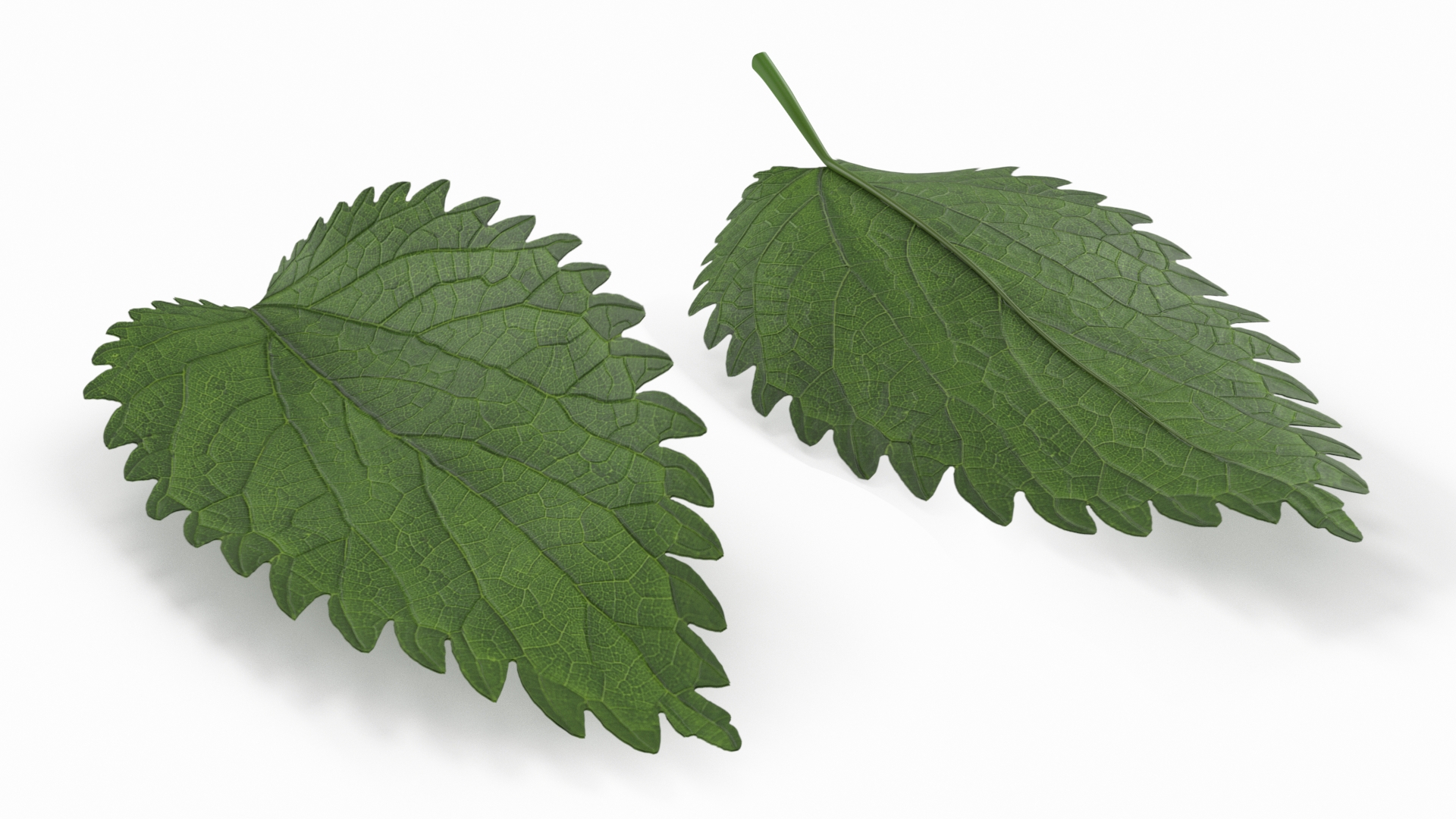 3D model Plant Leaf