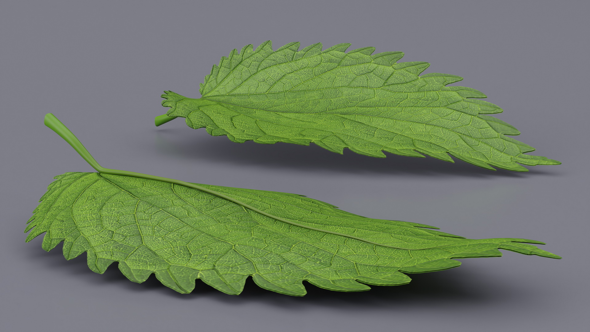 3D model Plant Leaf