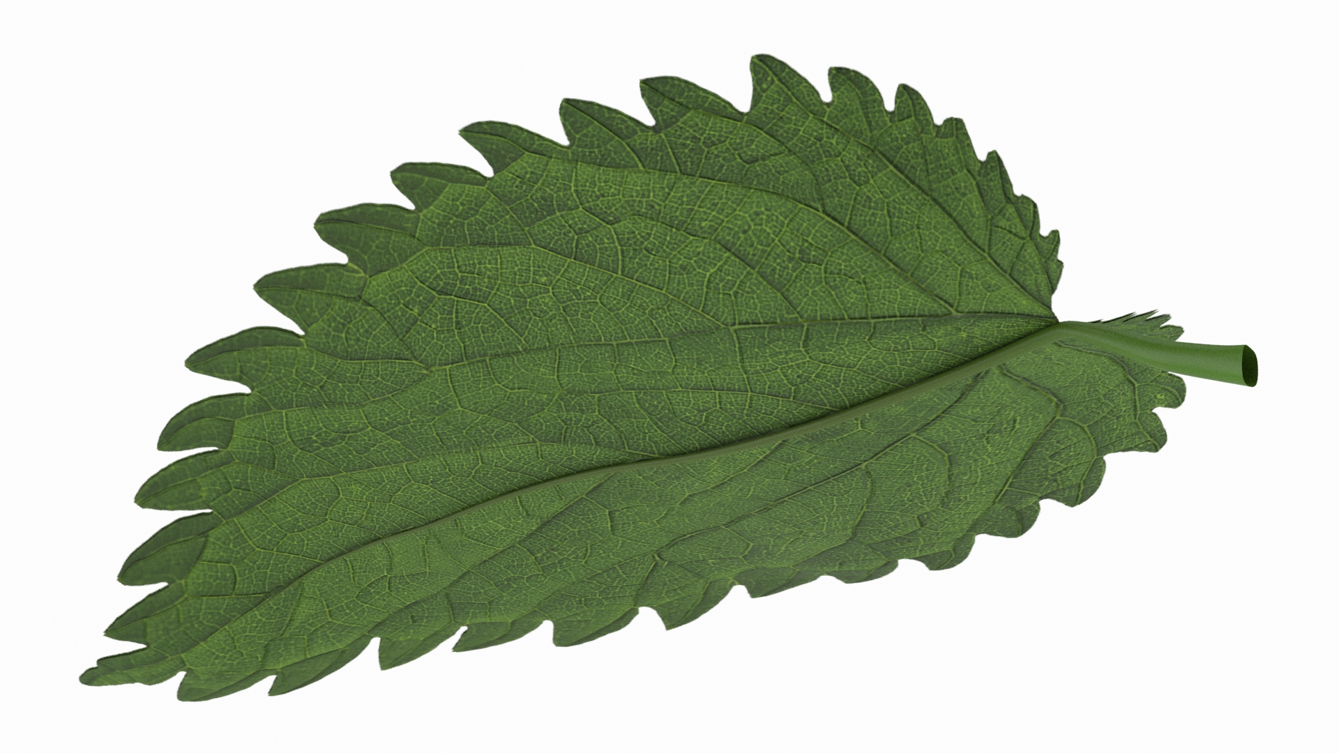3D model Plant Leaf