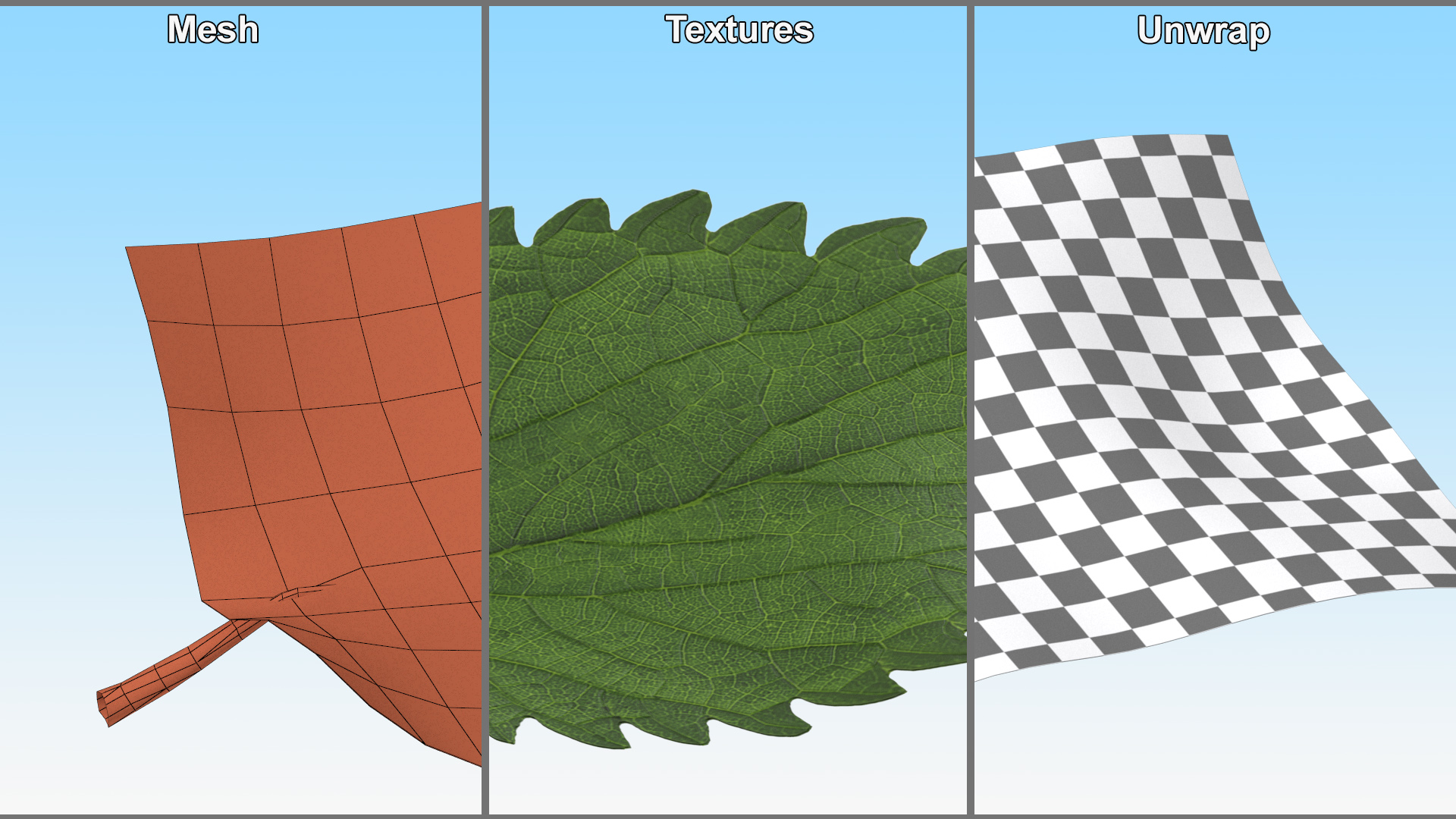 3D model Plant Leaf