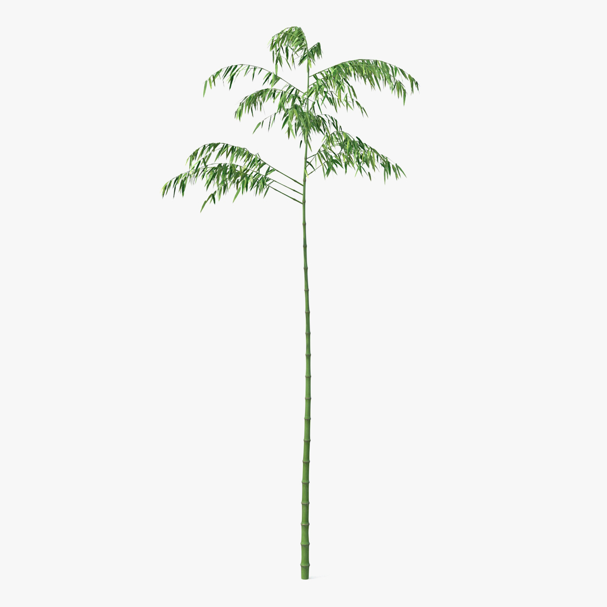 Single Branch Bamboo Tree