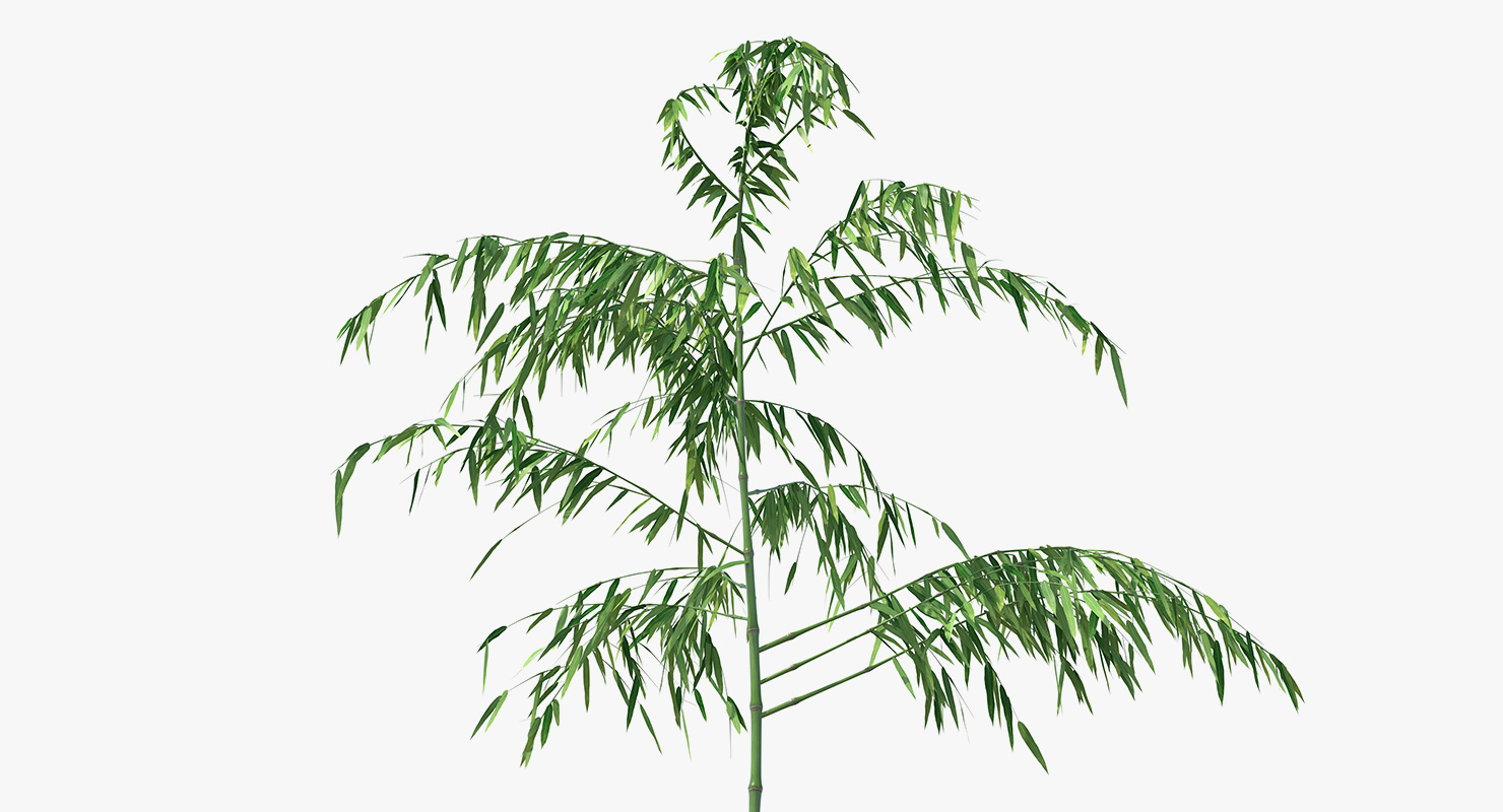 3D model Single Branch Bamboo Tree
