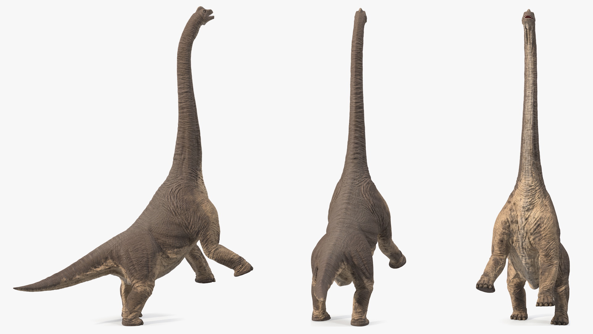 Brachiosaurus Altithorax 3D model