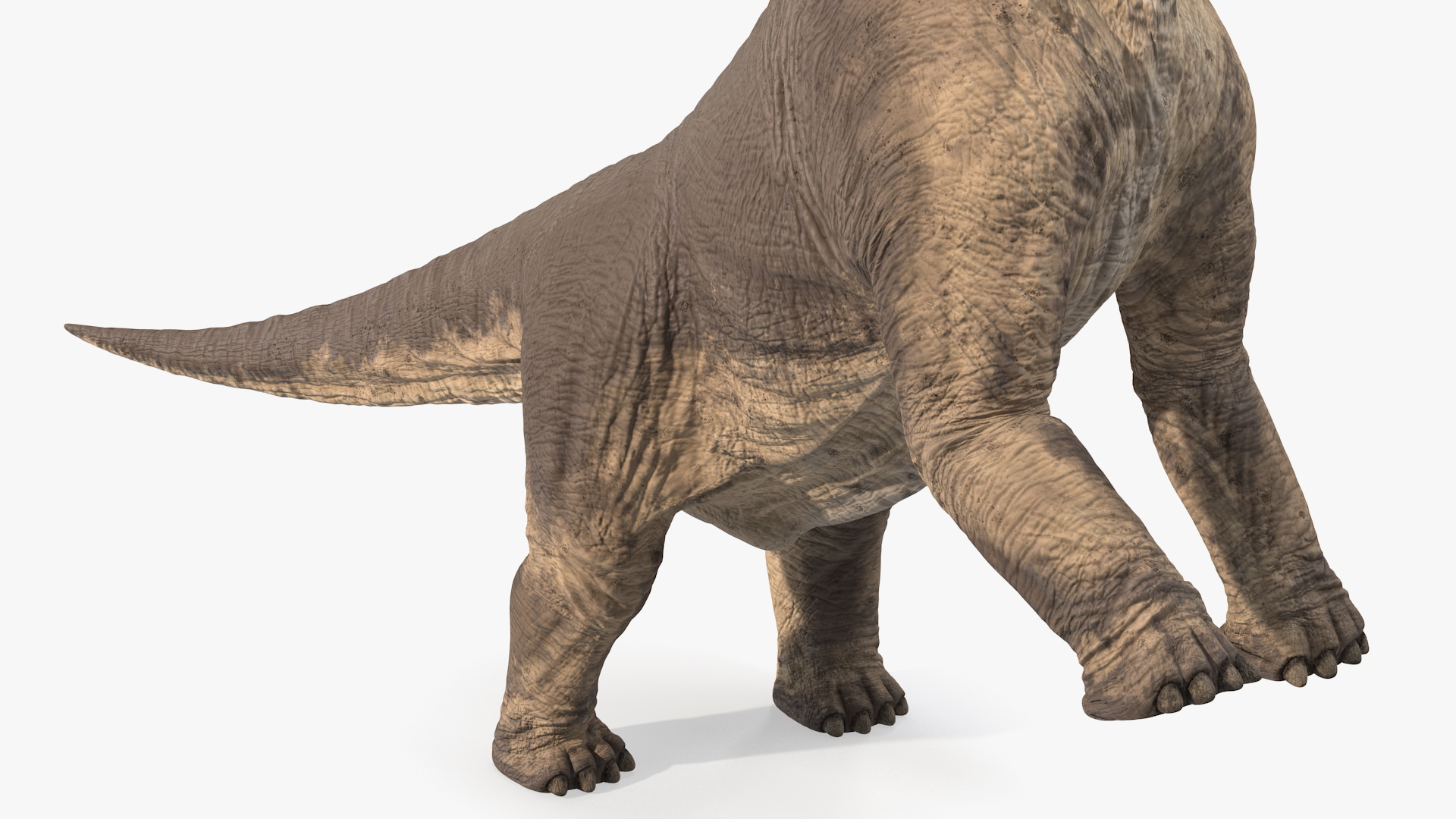 Brachiosaurus Altithorax 3D model