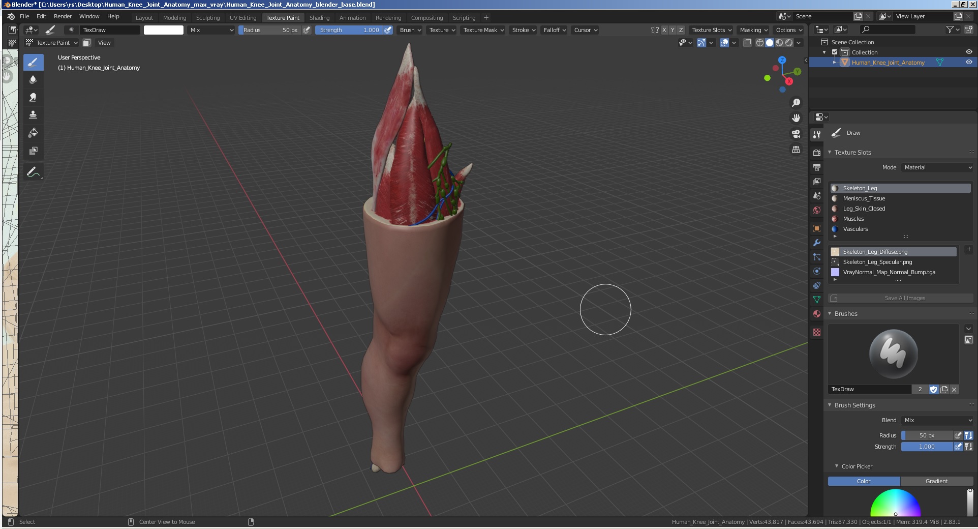 Human Knee Joint Anatomy 3D model