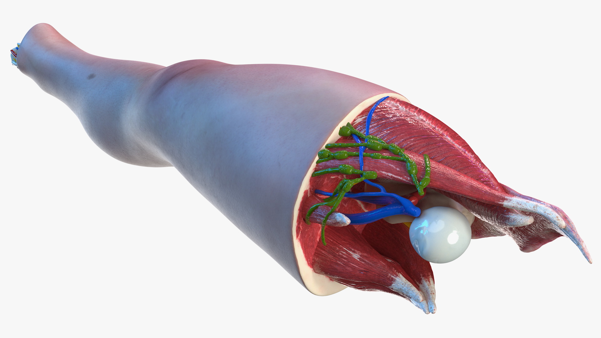 Human Knee Joint Anatomy 3D model