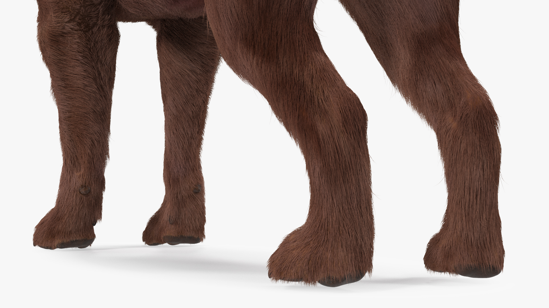 Labrador Dog Brown Rigged Fur 3D model