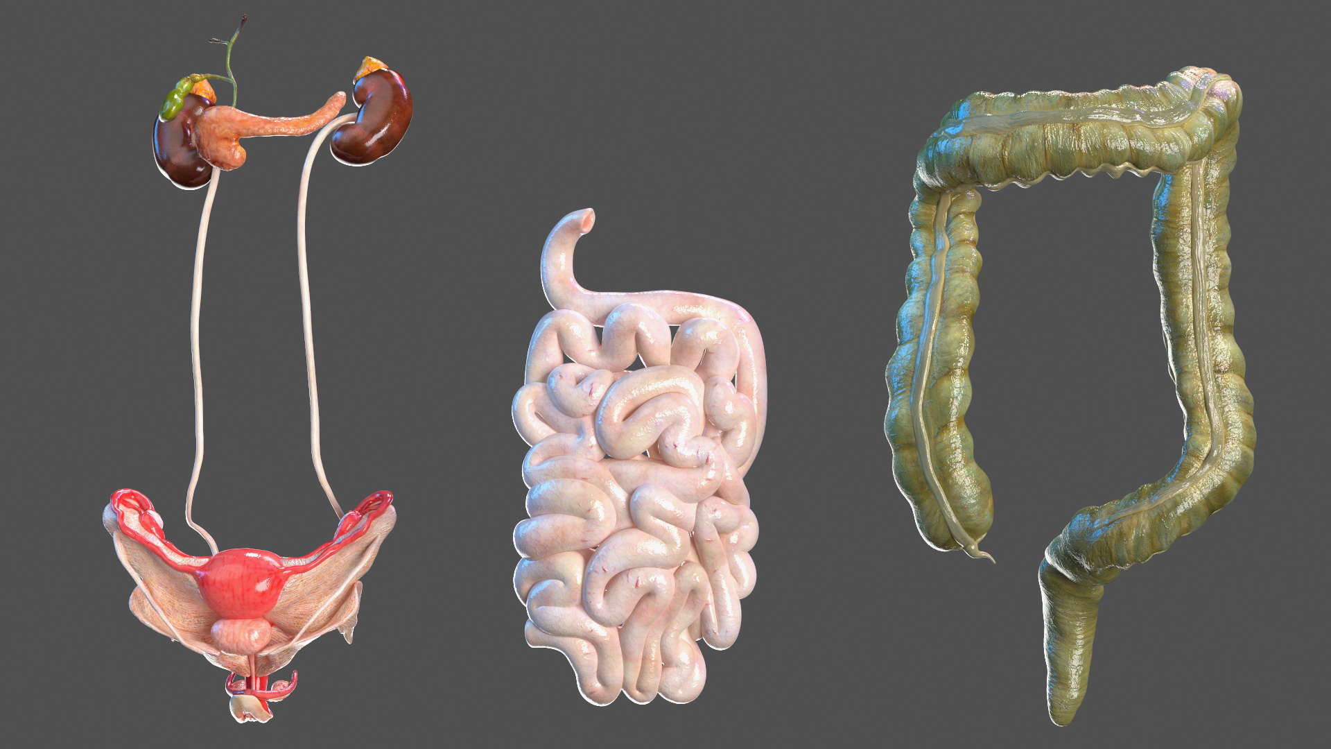 3D model Skinless Full Body Kid Girl Anatomy