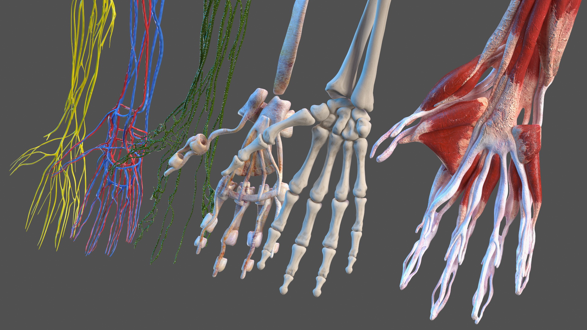 3D model Skinless Full Body Kid Girl Anatomy