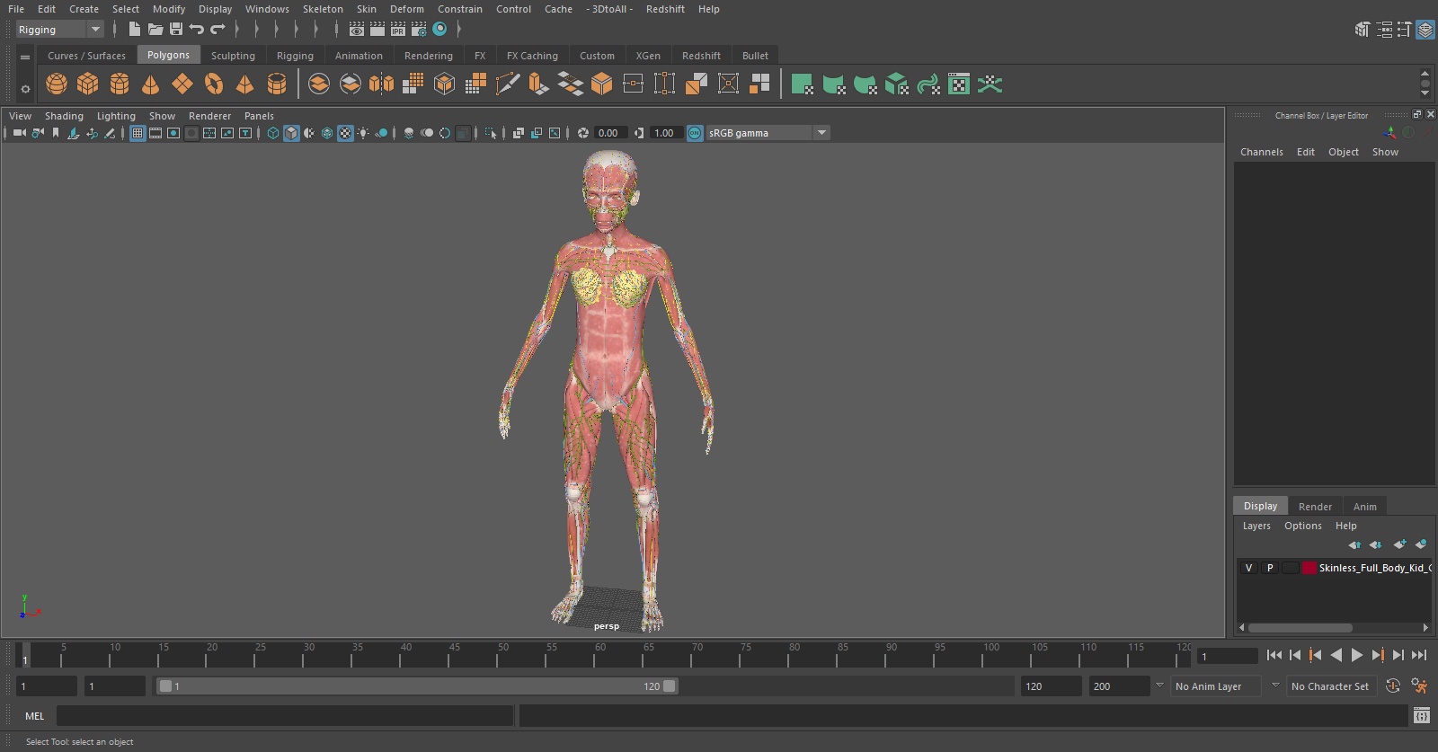 3D model Skinless Full Body Kid Girl Anatomy