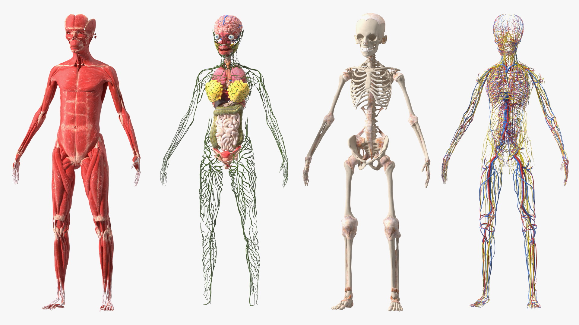 3D model Skinless Full Body Kid Girl Anatomy