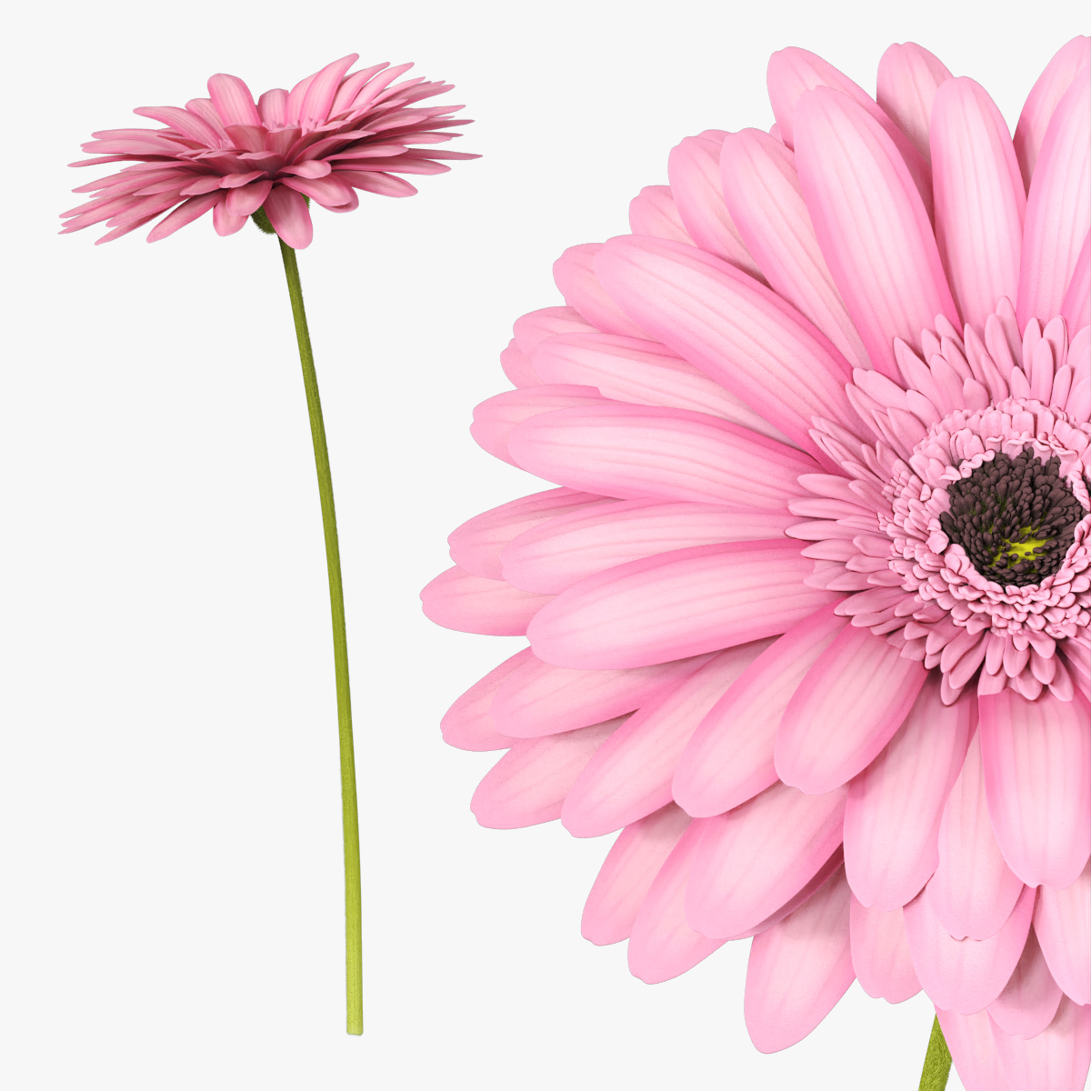 Pink Gerbera Bloom