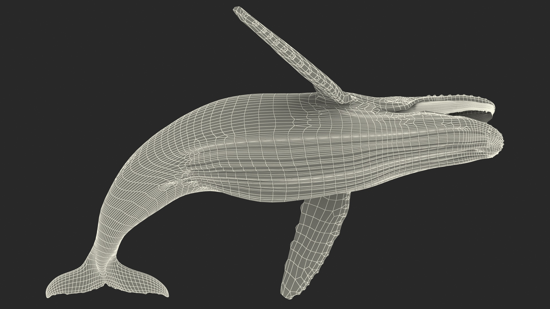 Humpback Whale Realistic 3D model