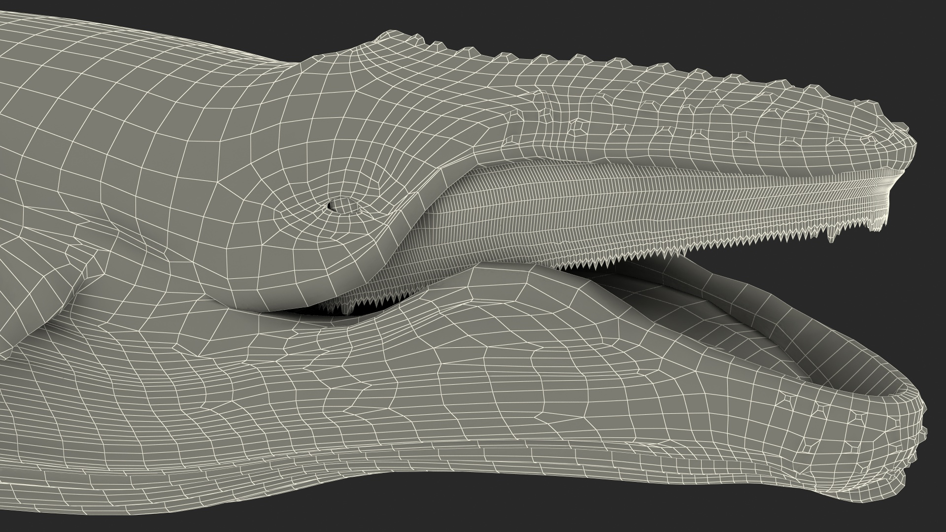 Humpback Whale Realistic 3D model