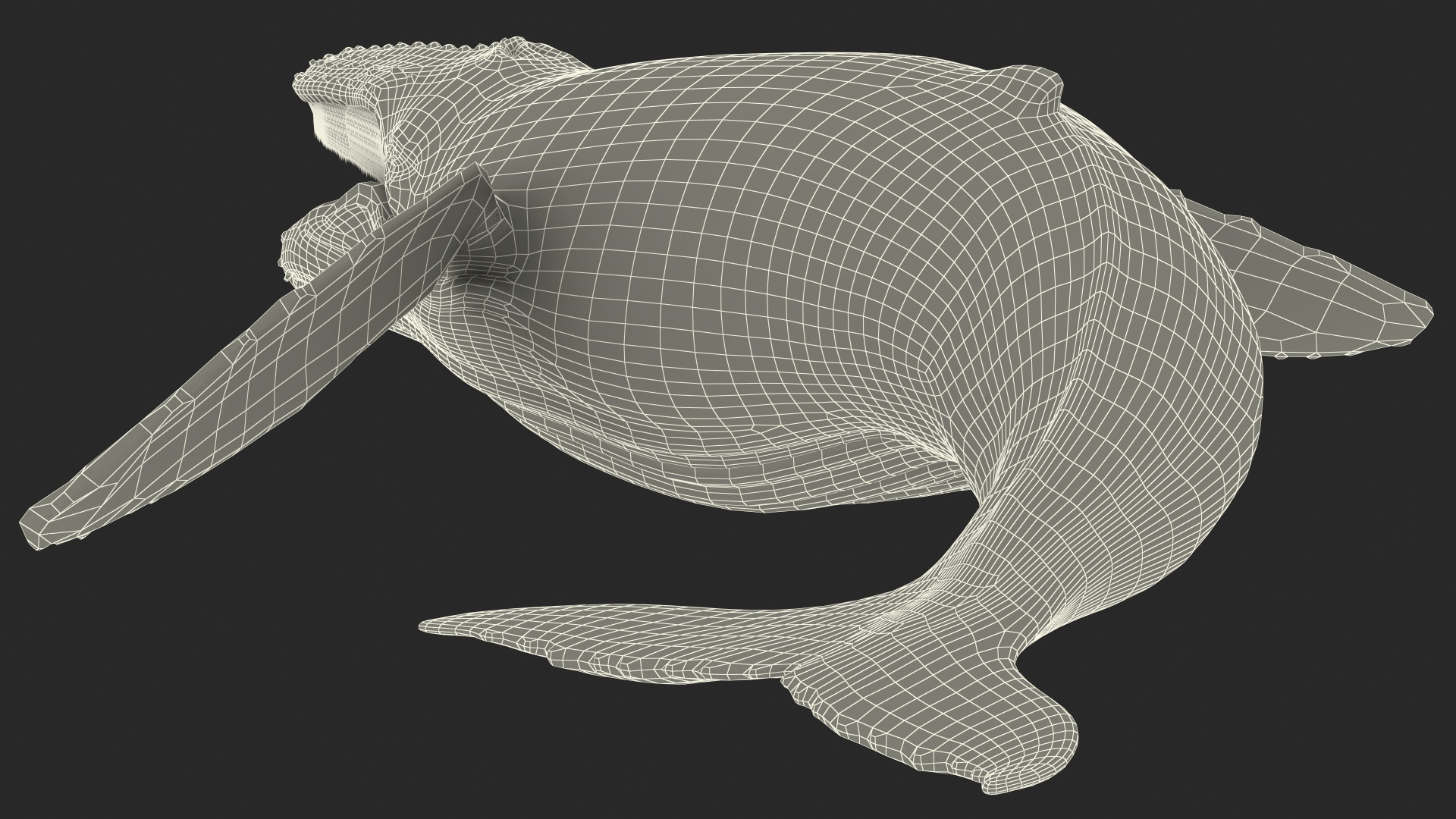 Humpback Whale Realistic 3D model