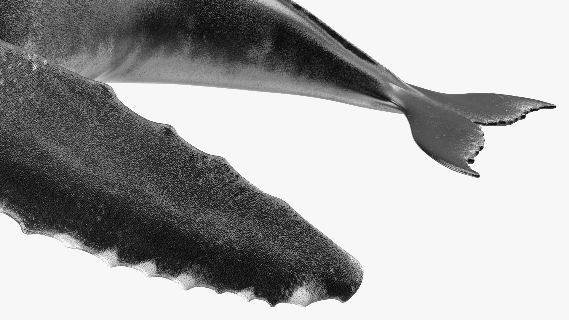 Humpback Whale Realistic 3D model