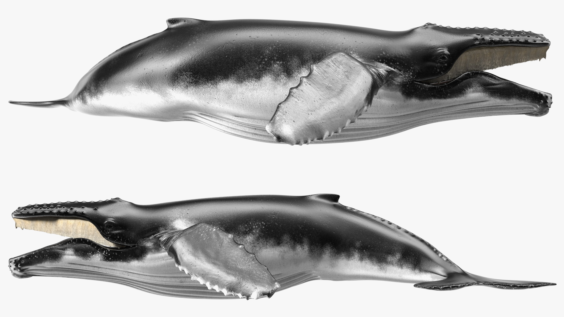 Humpback Whale Realistic 3D model