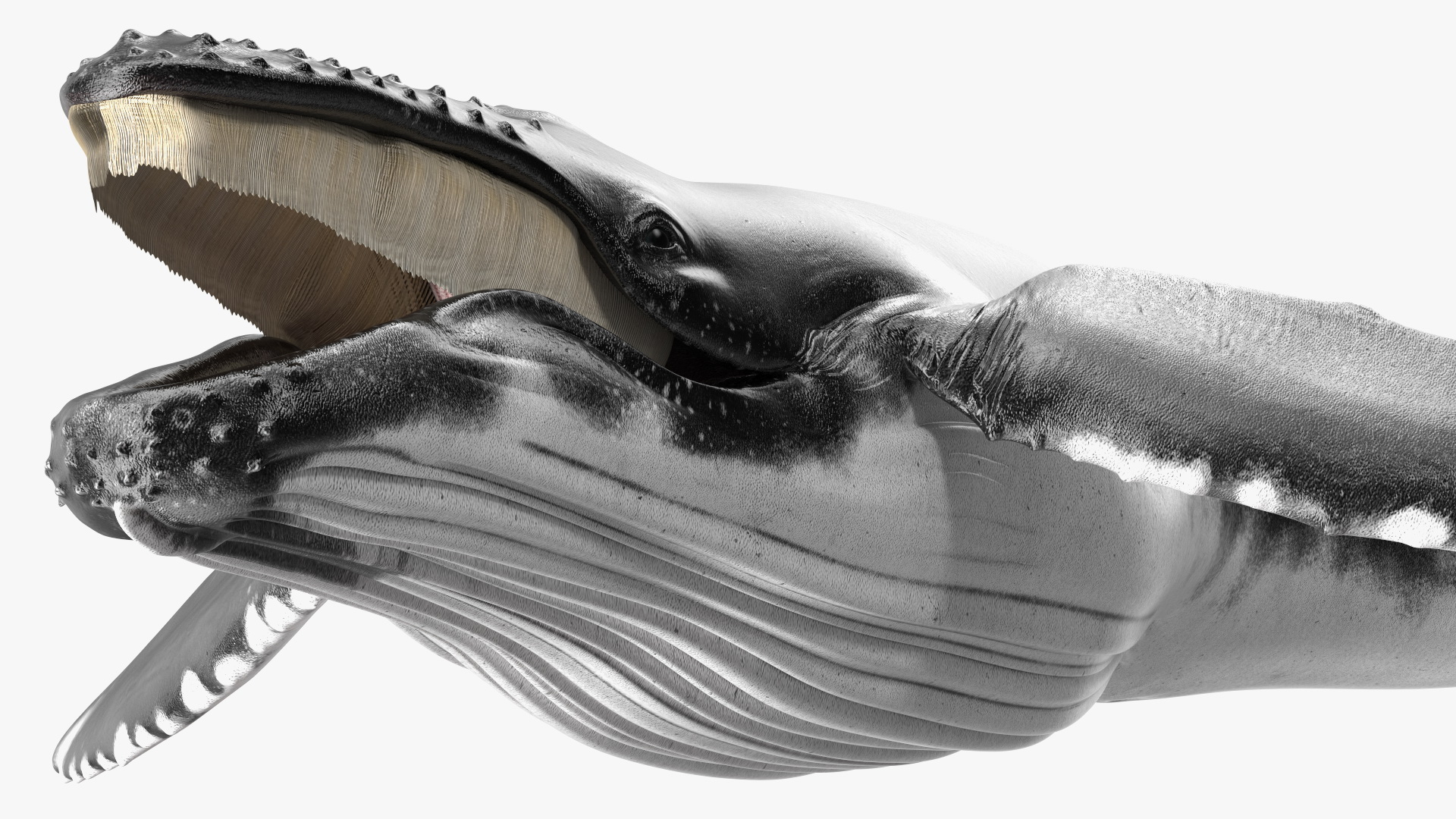 Humpback Whale Realistic 3D model