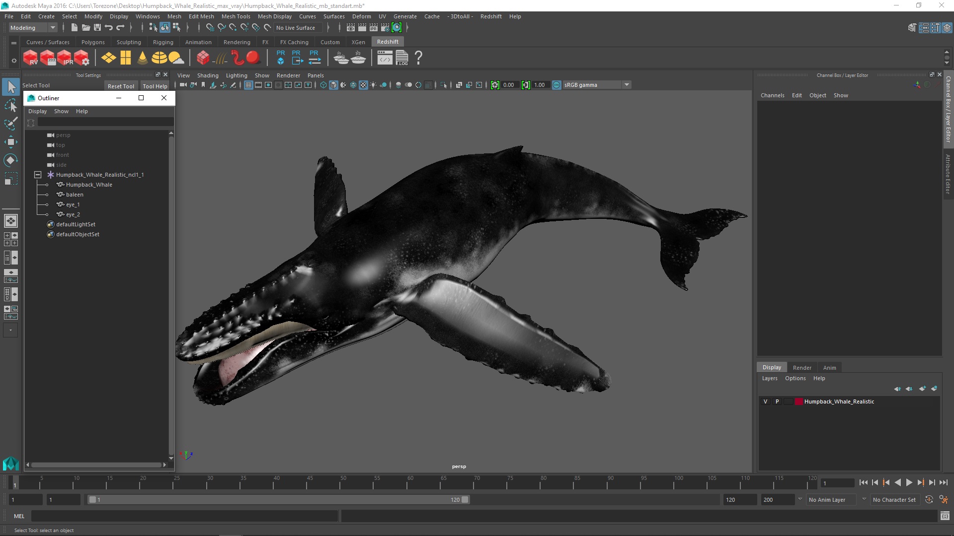 Humpback Whale Realistic 3D model