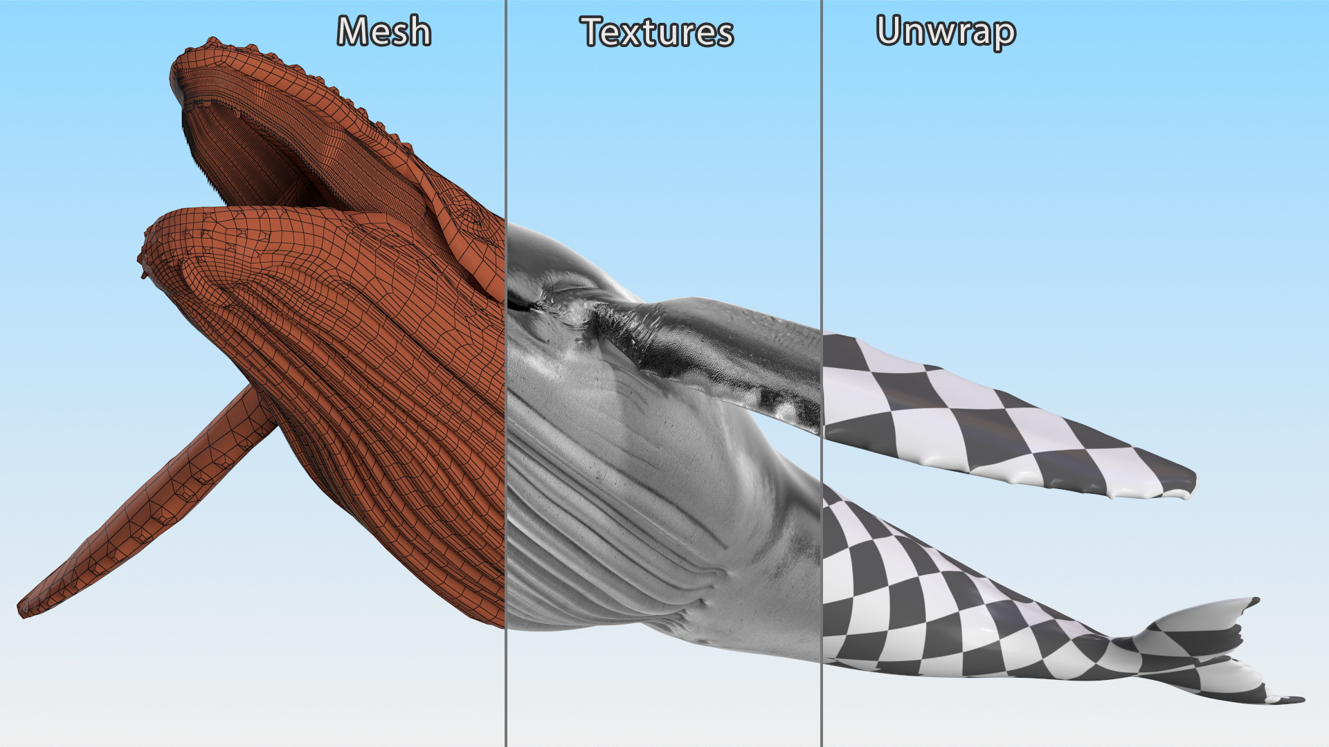 Humpback Whale Realistic 3D model