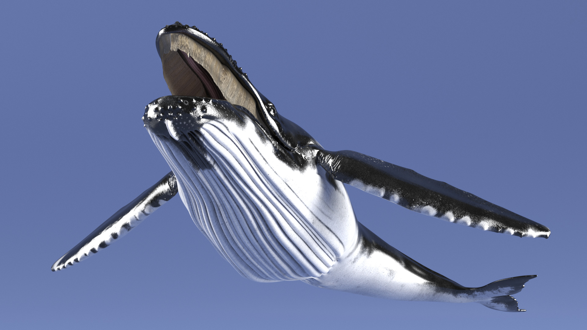 Humpback Whale Realistic 3D model